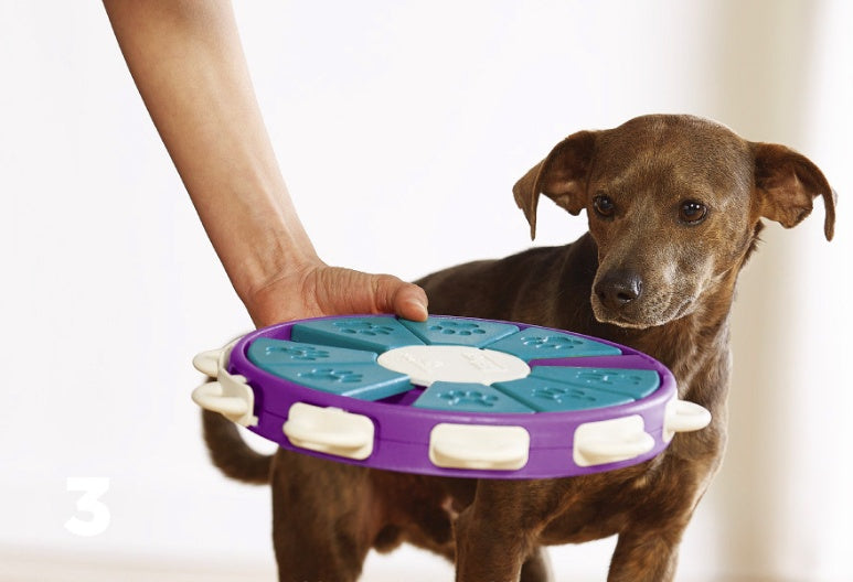 Dog educational toys