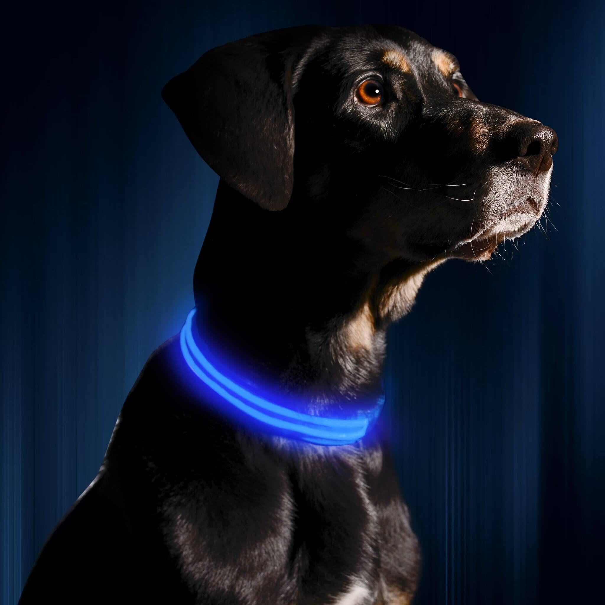 luminous dog collarPawtastic pets